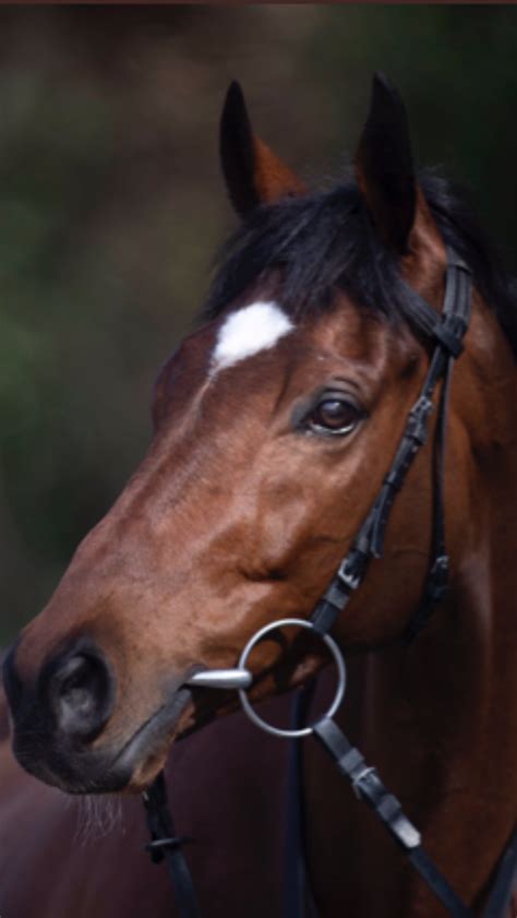 TIGER ROLL (IRE) .